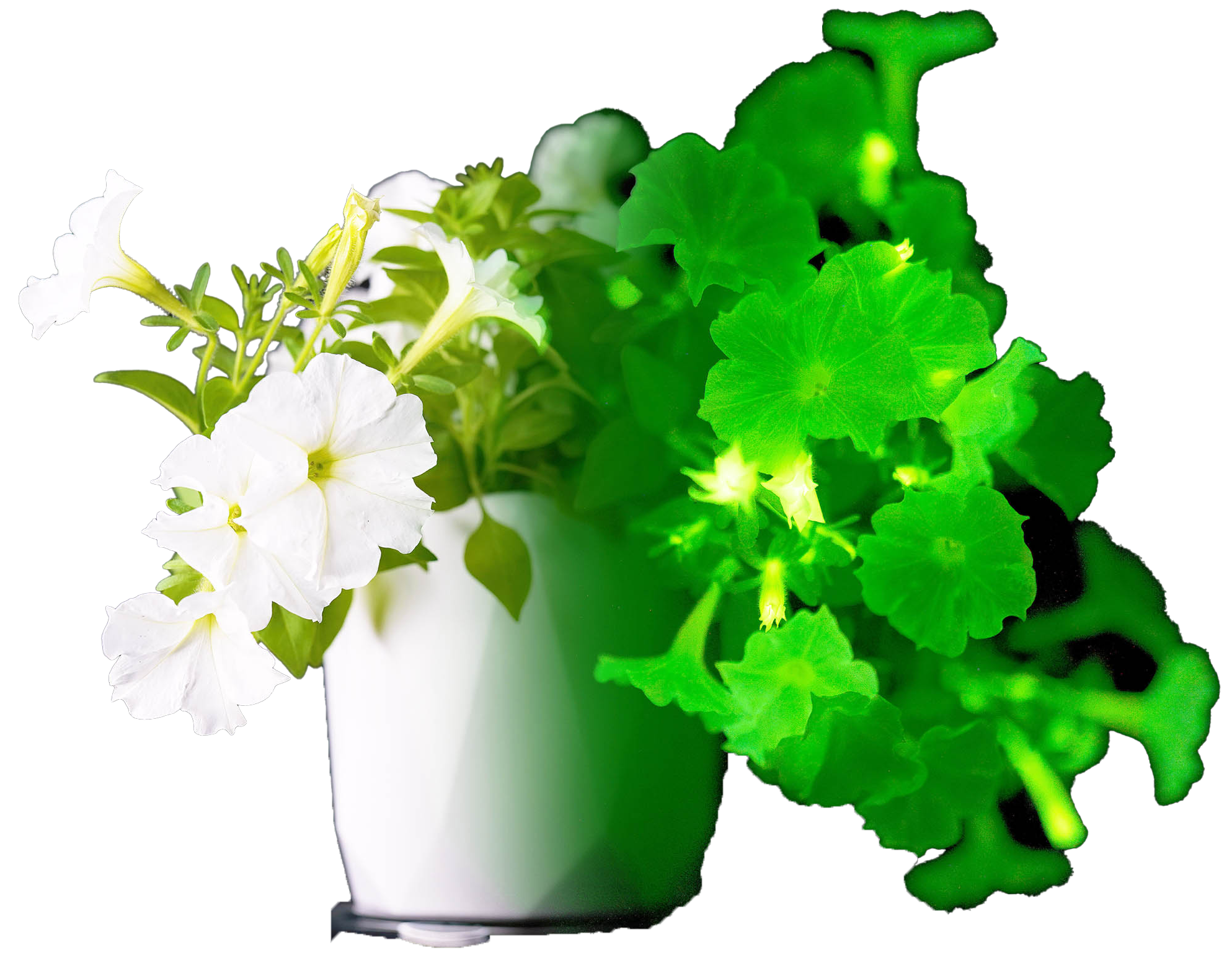 Firefly Petunia glowing in dark